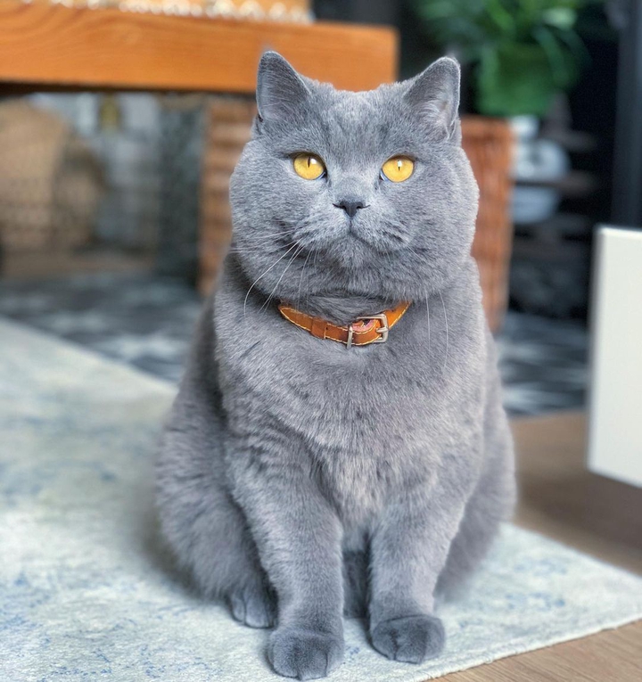 Cats
