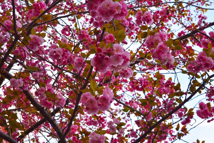 Pink Canopy