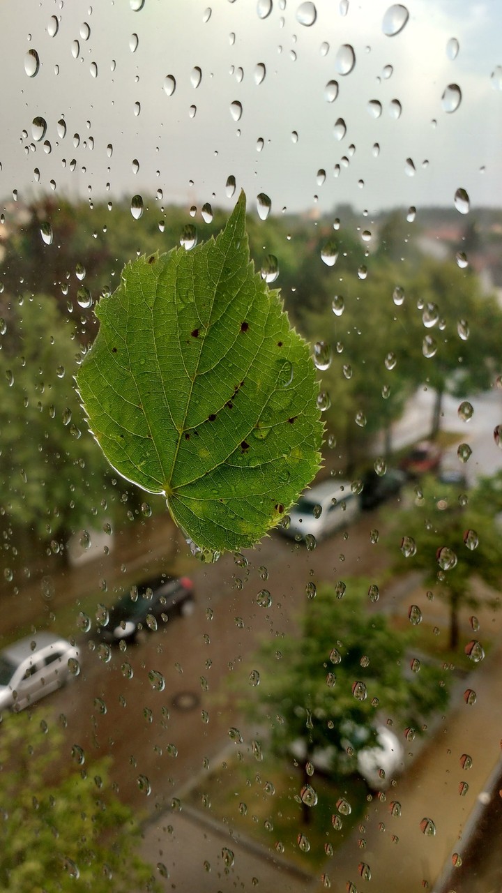 Leaf and water droplets on the window glass