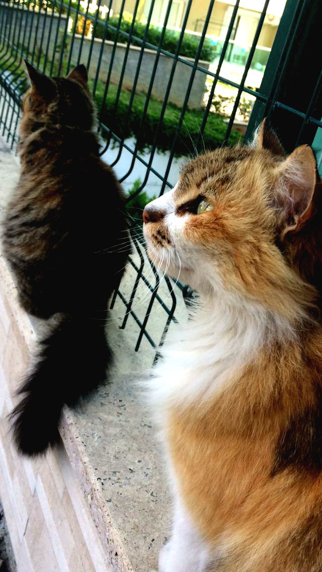 cats aliens