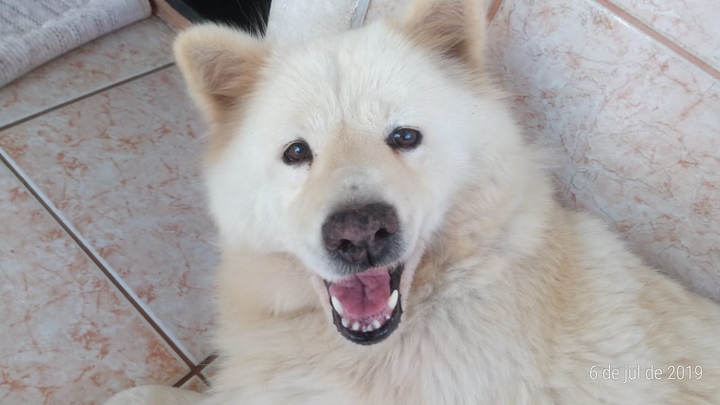 akita