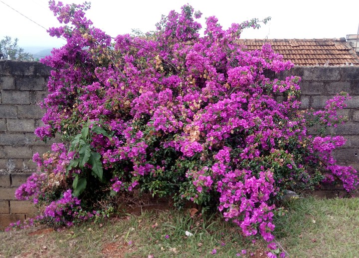 muro de Tijolos