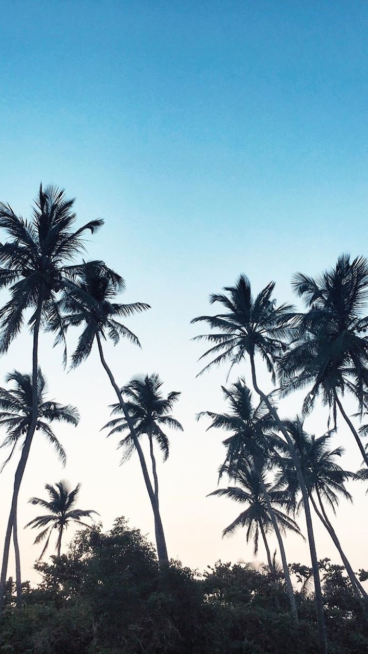 palm