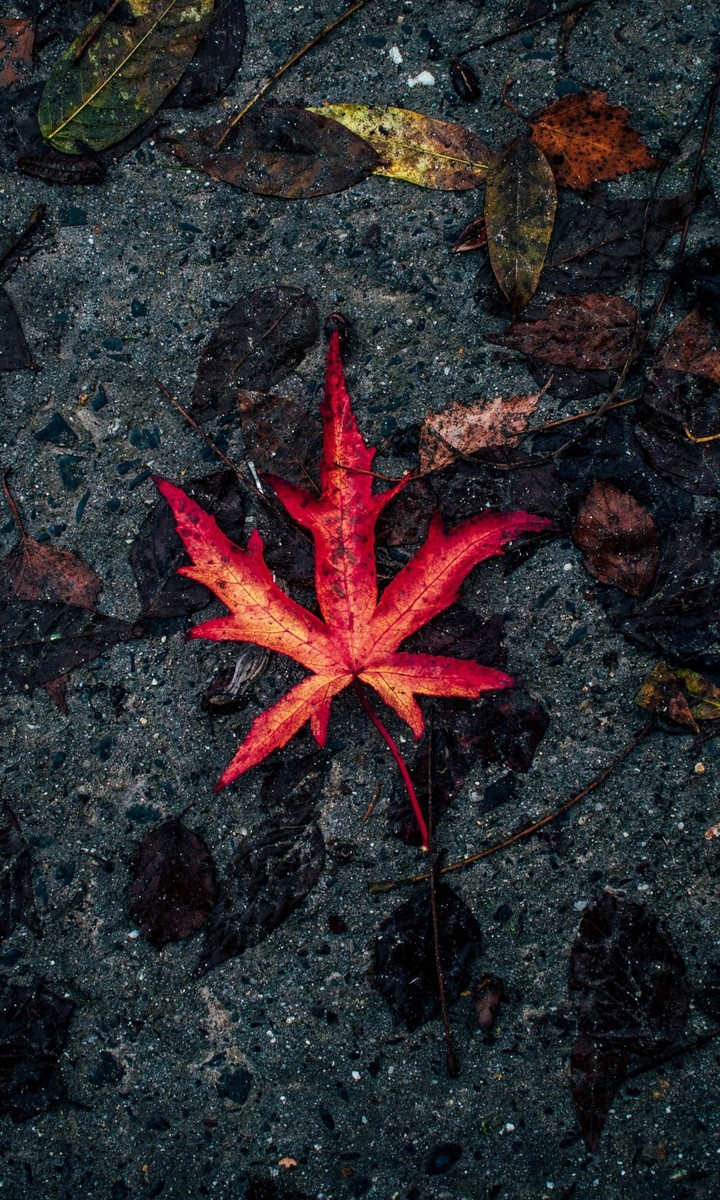 Autumn's