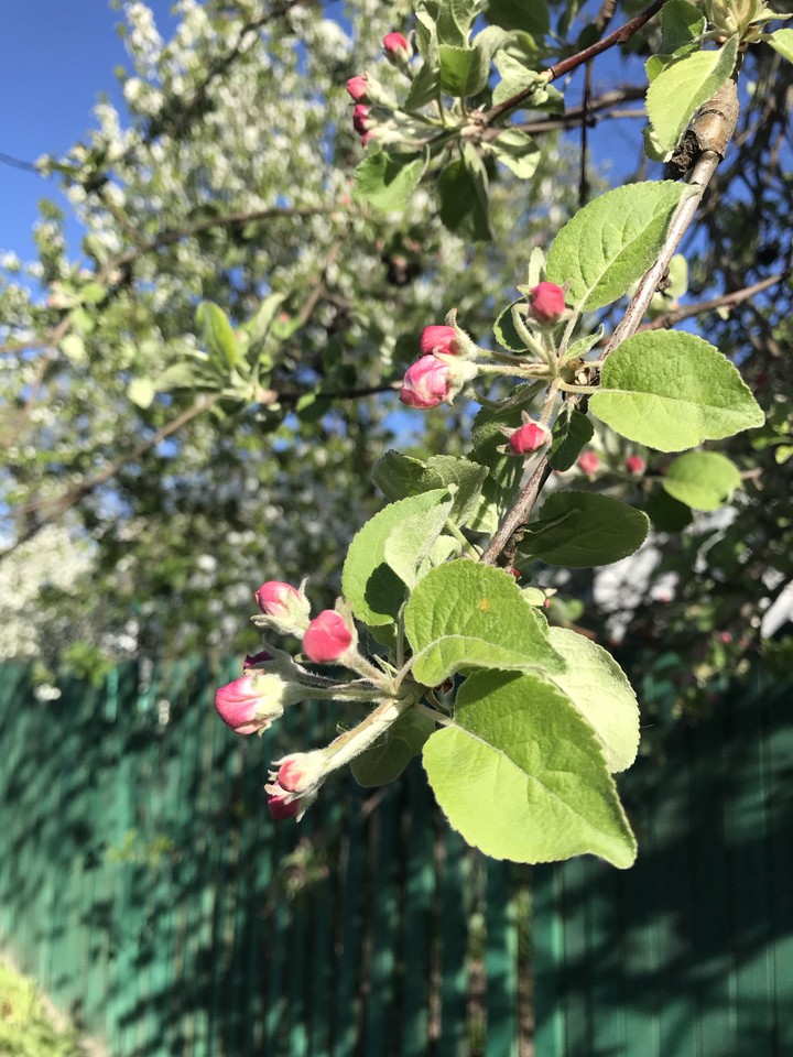 Apple tree blossoms