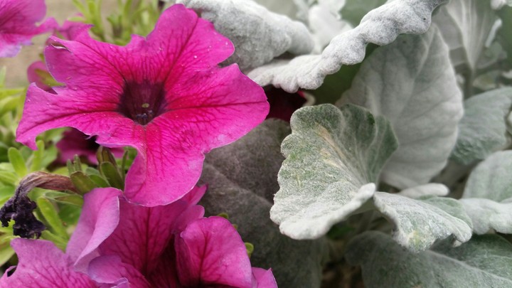 little flower