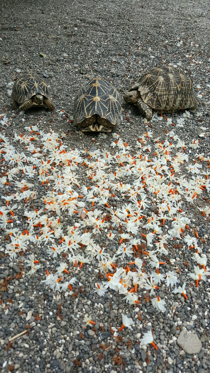tortoise.