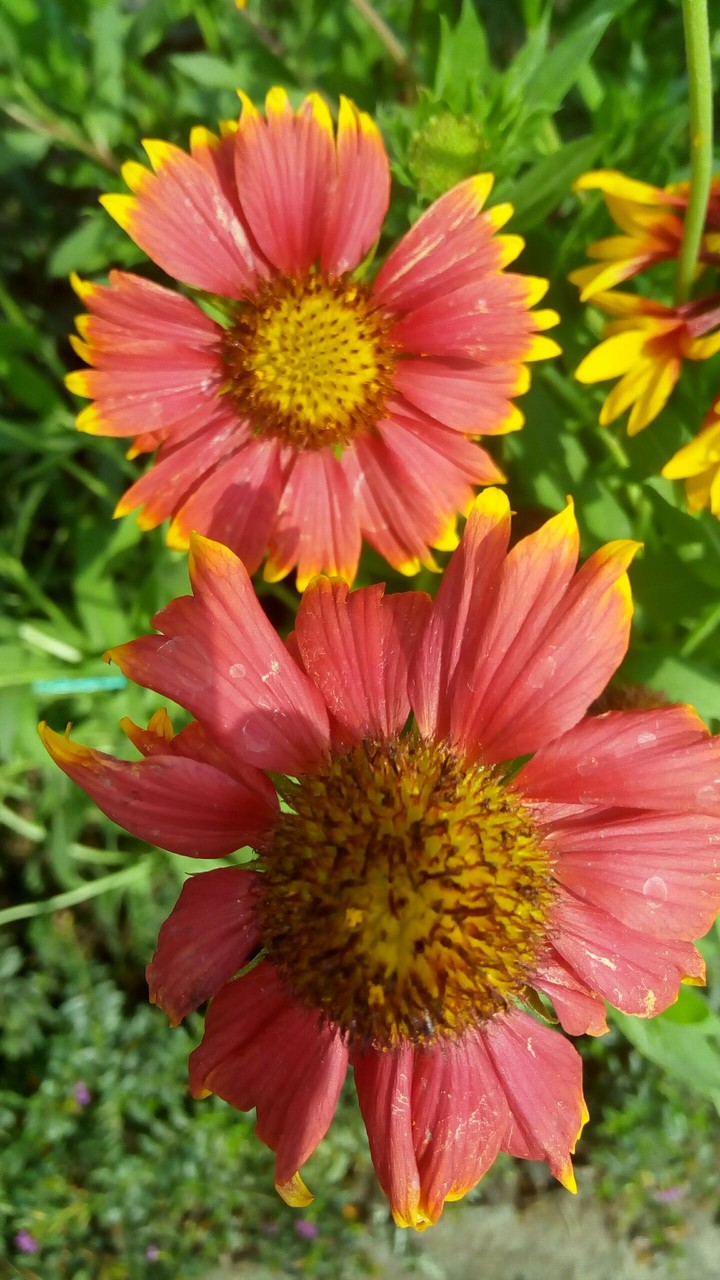 Flower