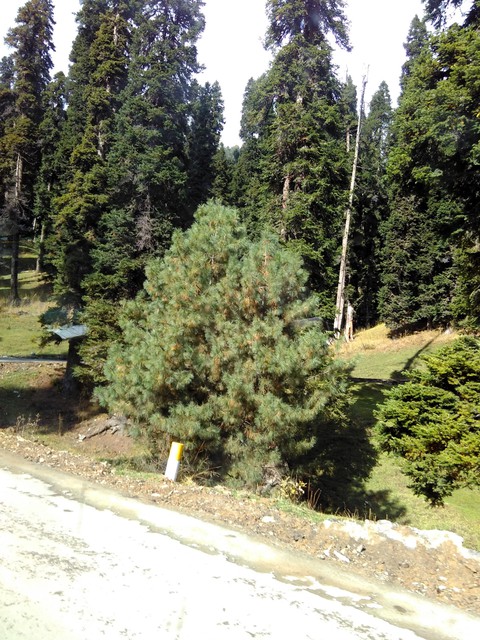 Road side