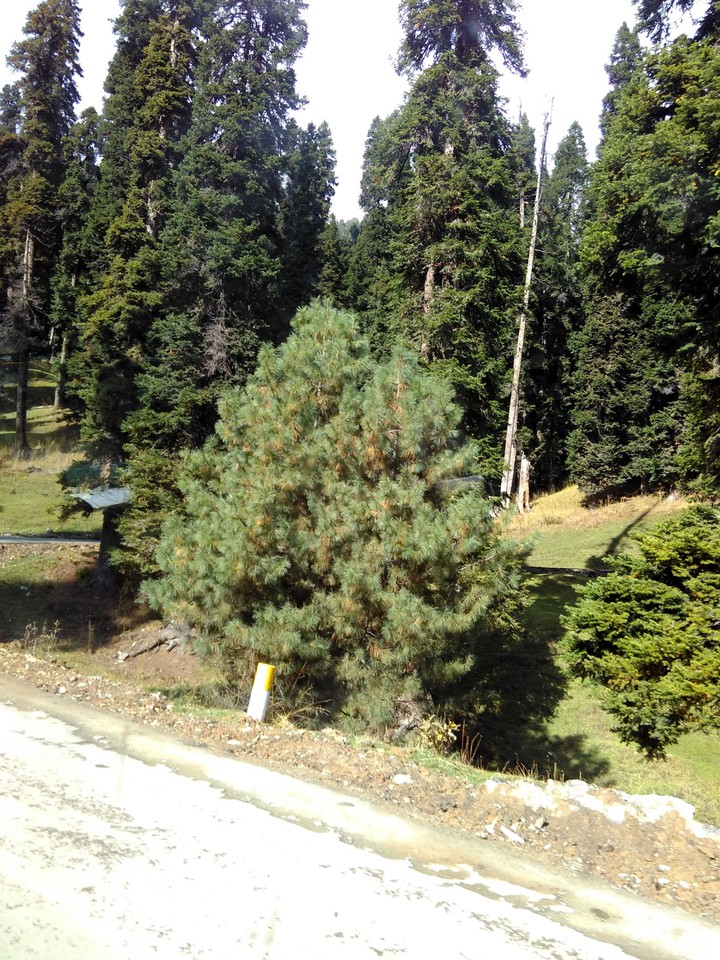 Road side