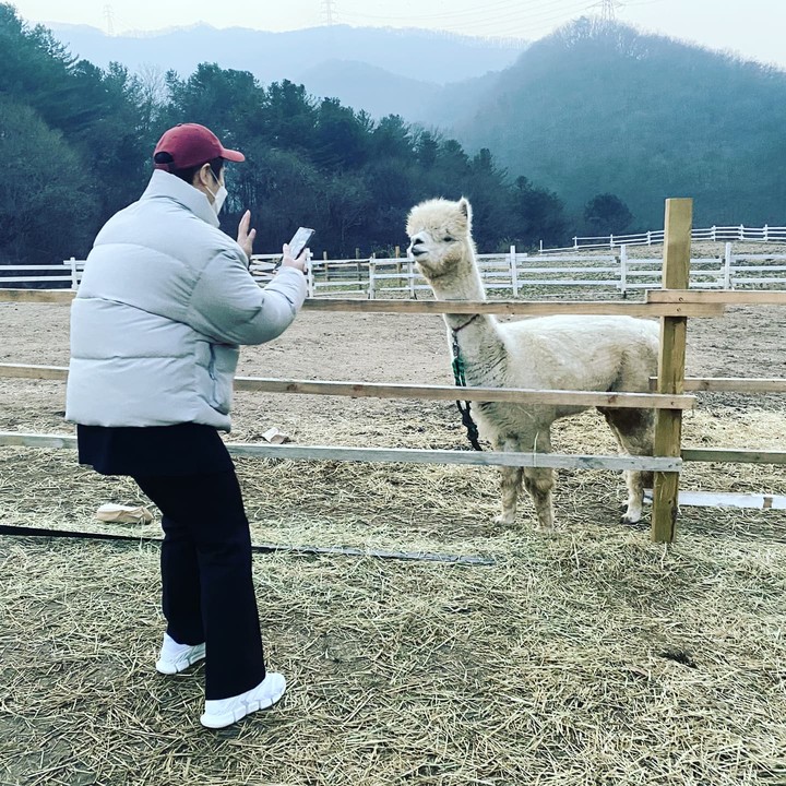 알파카
