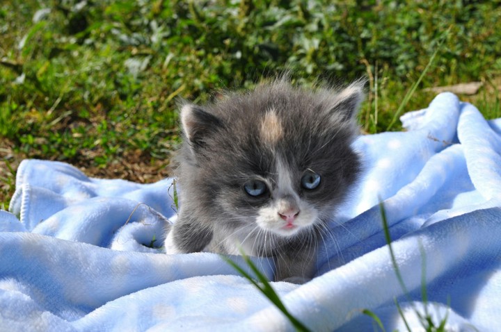 cat