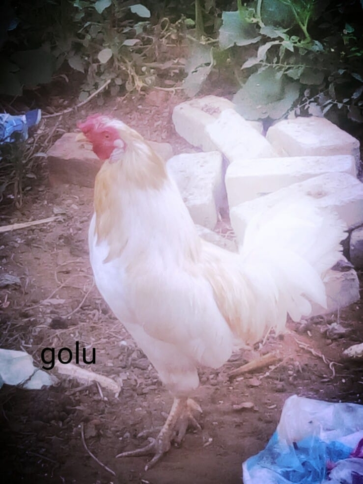 gooru