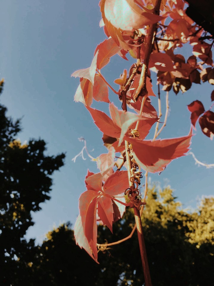 Color