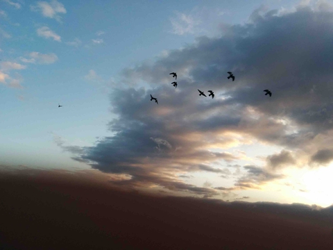 bird