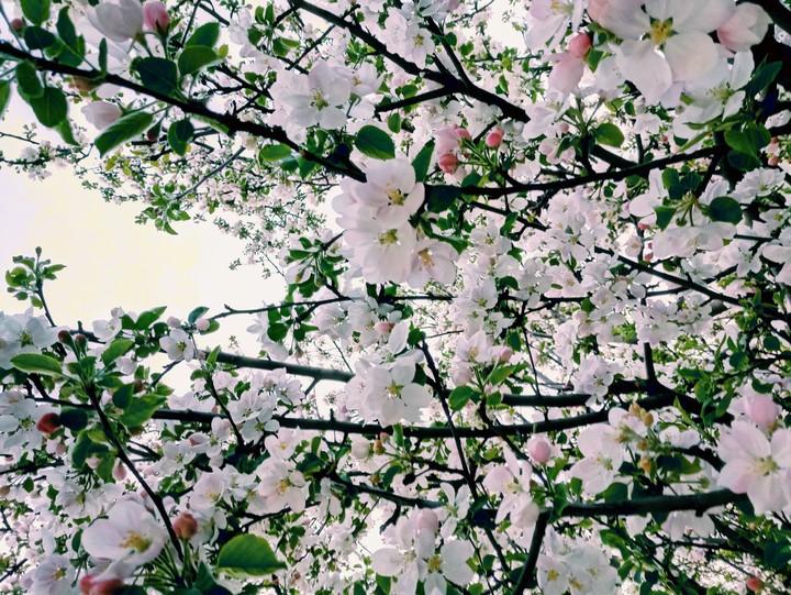 In flowers