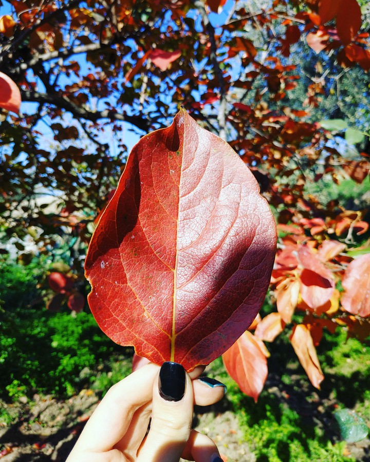 Red fall