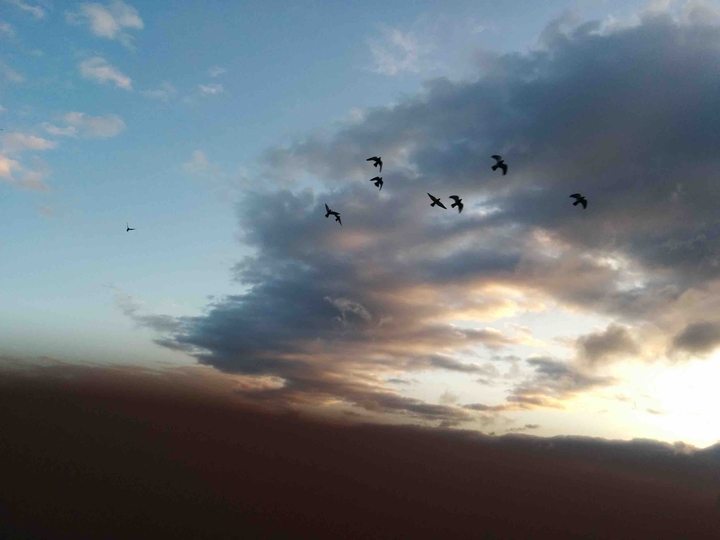 bird