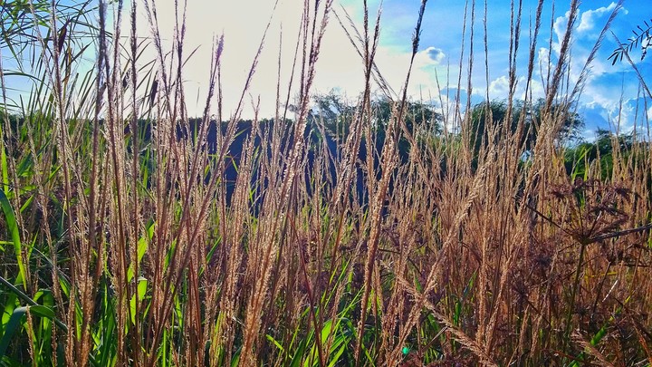 Among the tall grass