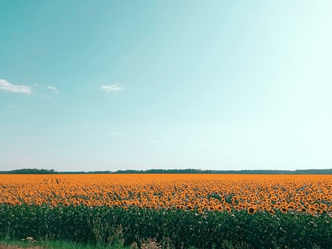 sunflowers