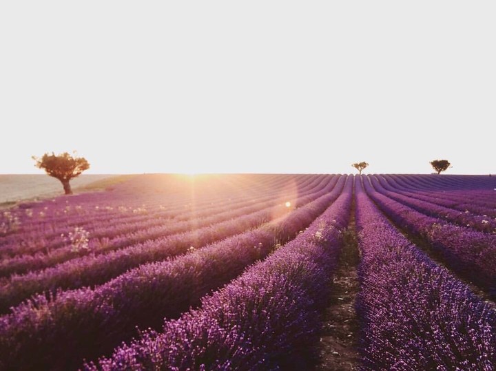 Lavender fields