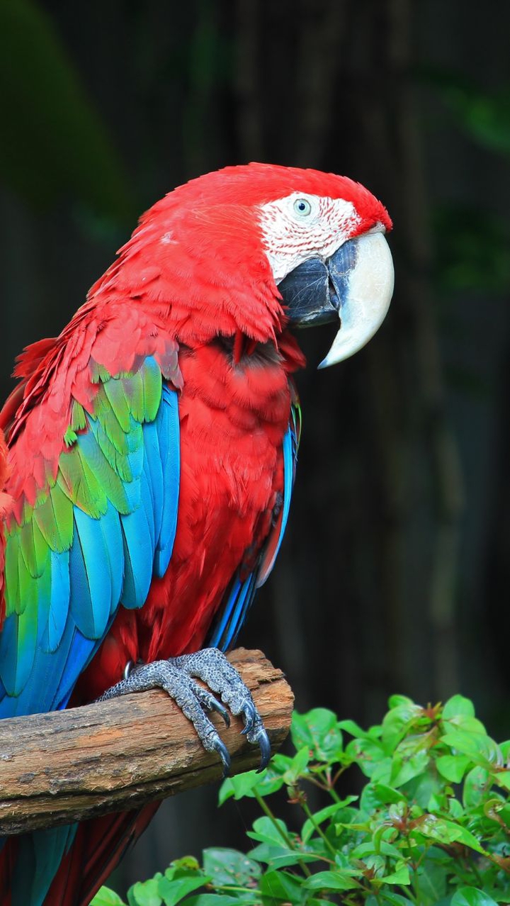 Colorful Bird