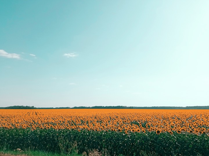 sunflowers