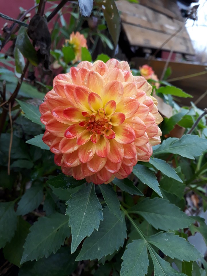 dhalia