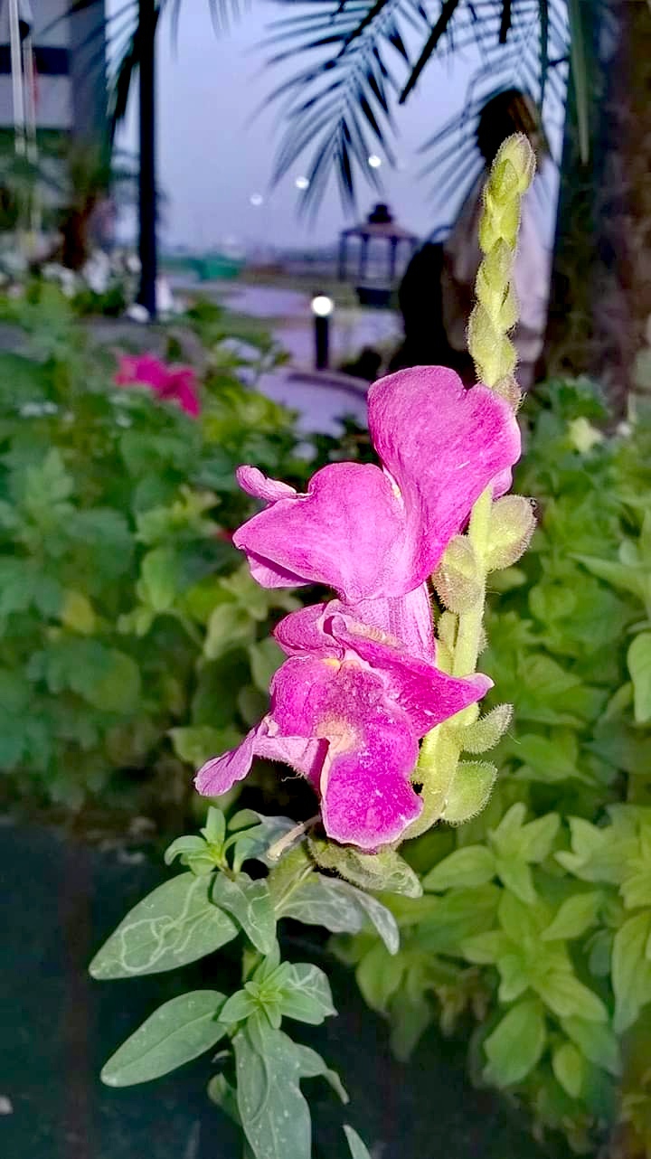 flower