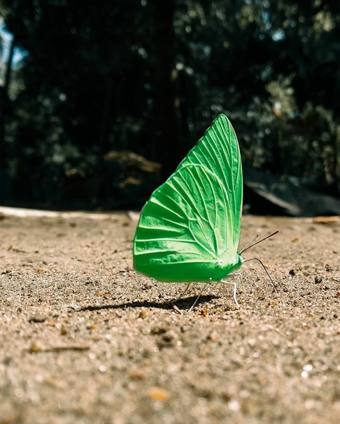butterfly