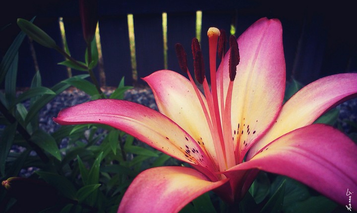 Lily