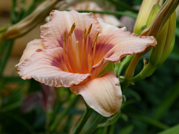 Lily