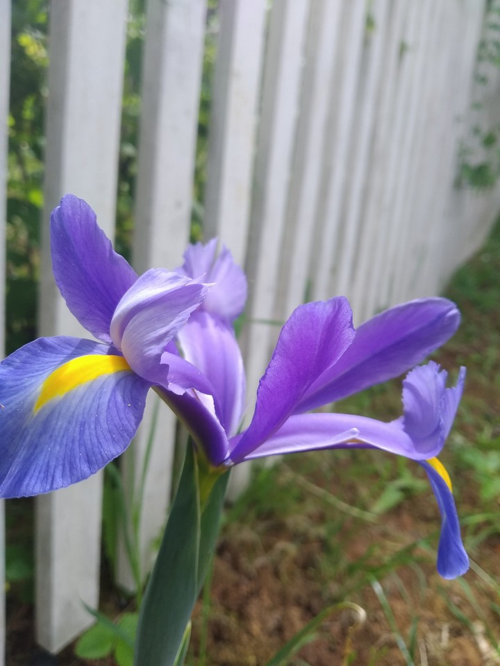 Beautiful iris