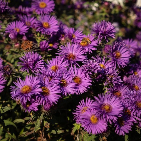тапети purple, flower
