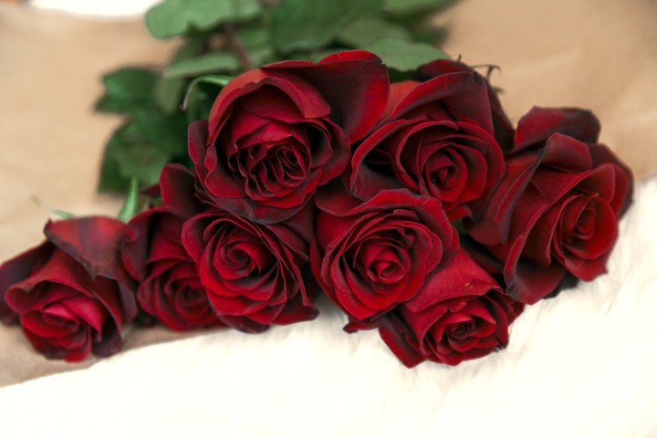 i love roses