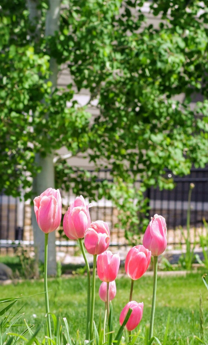 Tulips are better than one