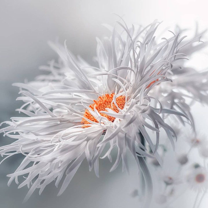 Daisy