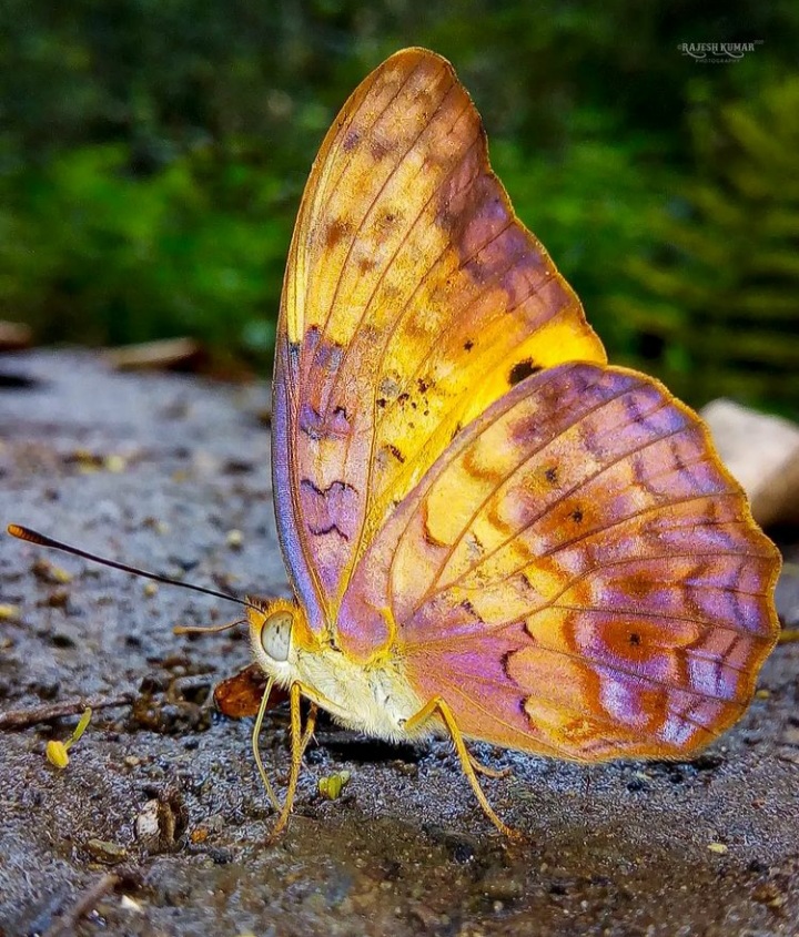 sfondi arthropod, pollinator