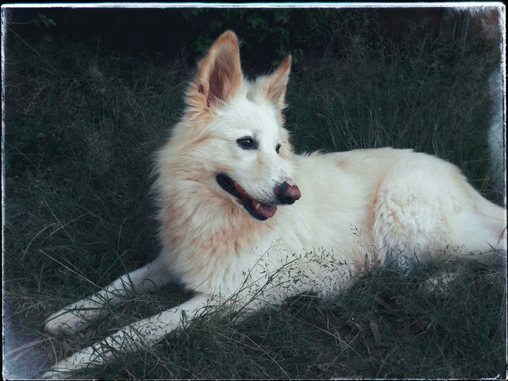 Luma
