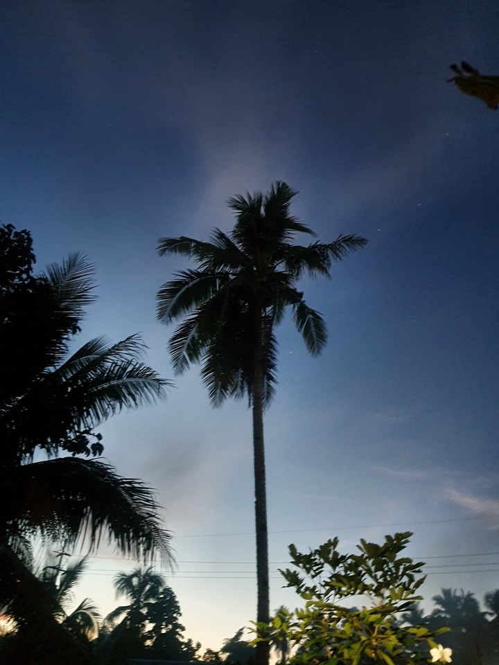 Dusk tree