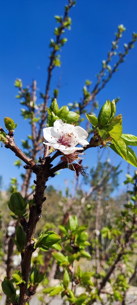 sky, Blossom duvar kağıtları