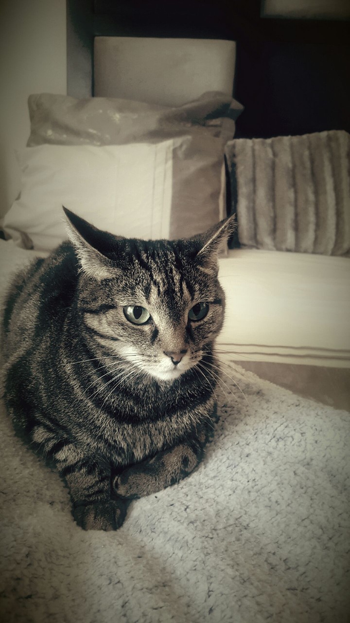Fifa our house cat.