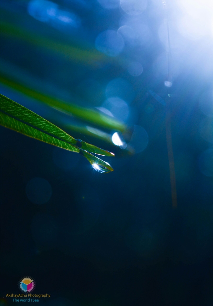 dew drops
