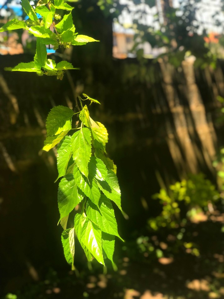 leaf