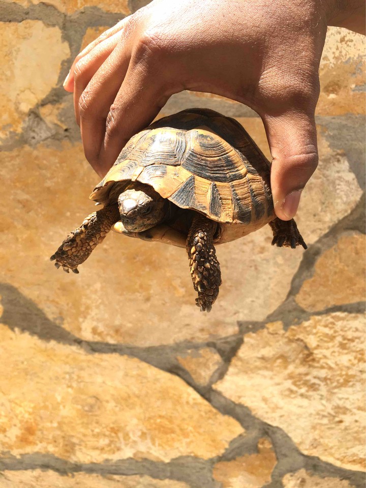 turtle