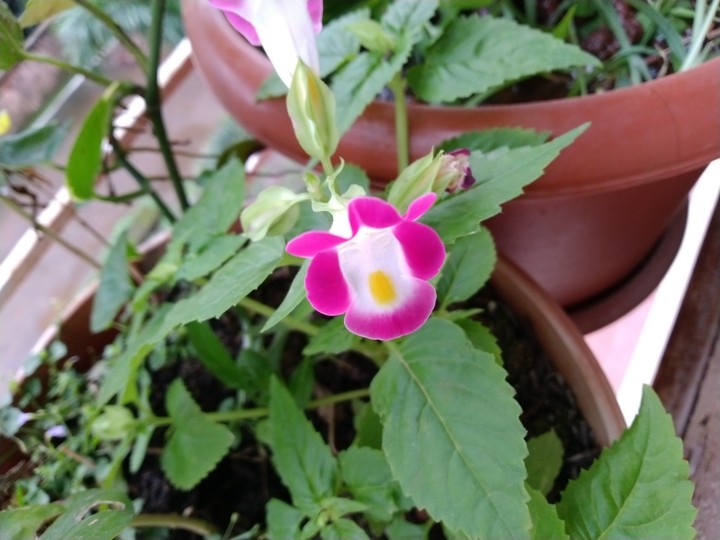 Pink Flower