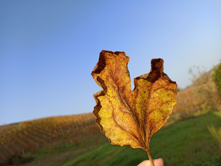 Autumn leaf