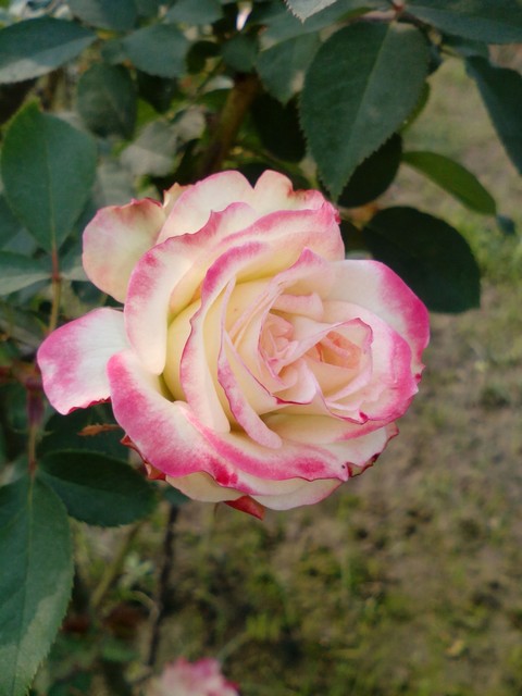Romantic