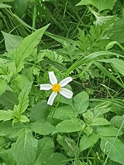 ταπετσαρίες groundcover, forb
