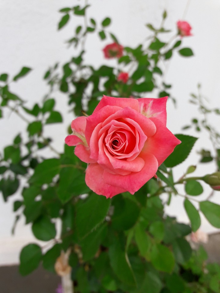 mini rosa ⚘